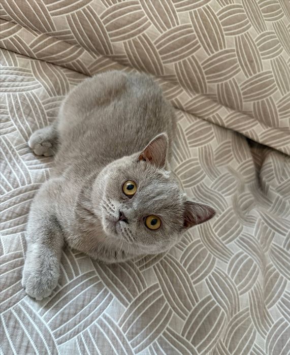 Кошка скоттиш страйт