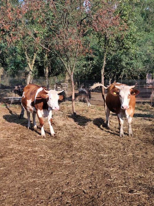 Animale domestice