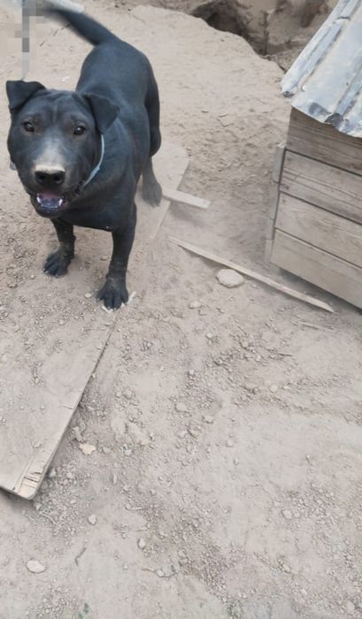 Отдам Породистого щенка