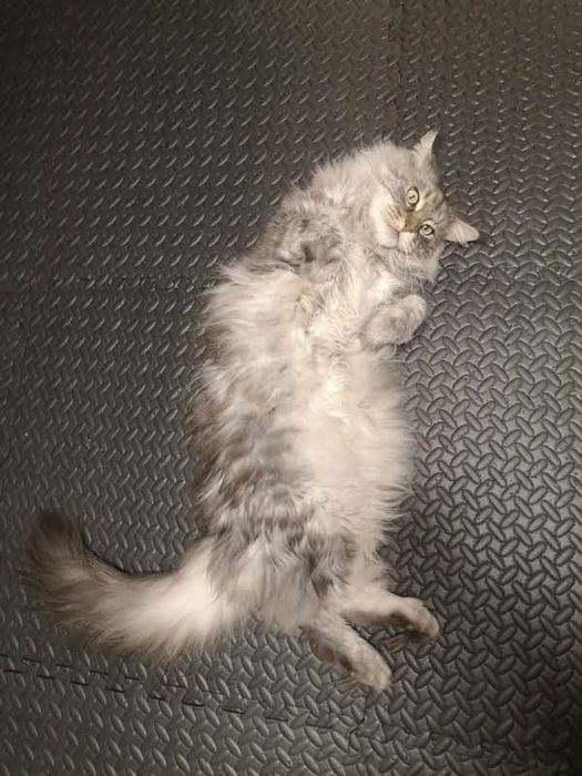 Коте порода Мейн Кун