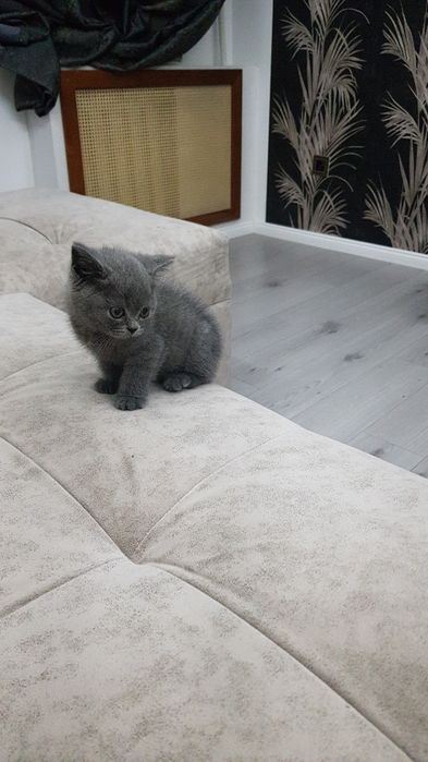 Девочки и мальчики 1.5 мес