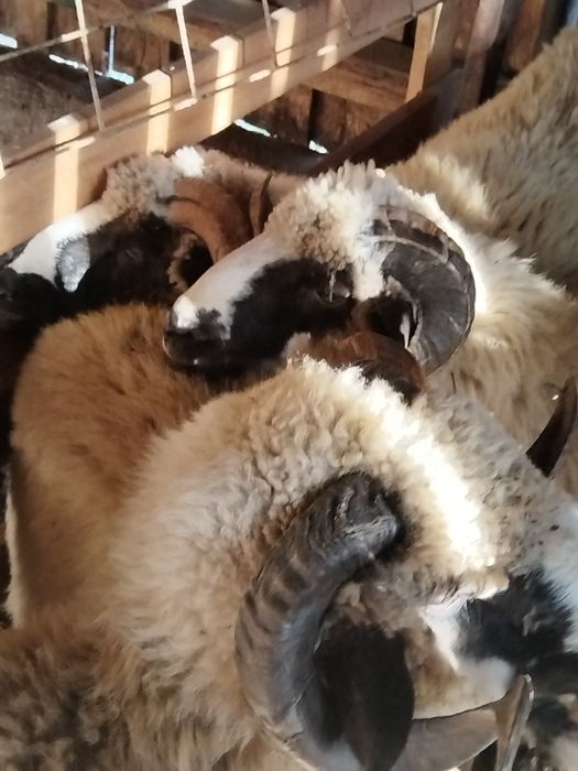 Vând berbeci Turcan miori