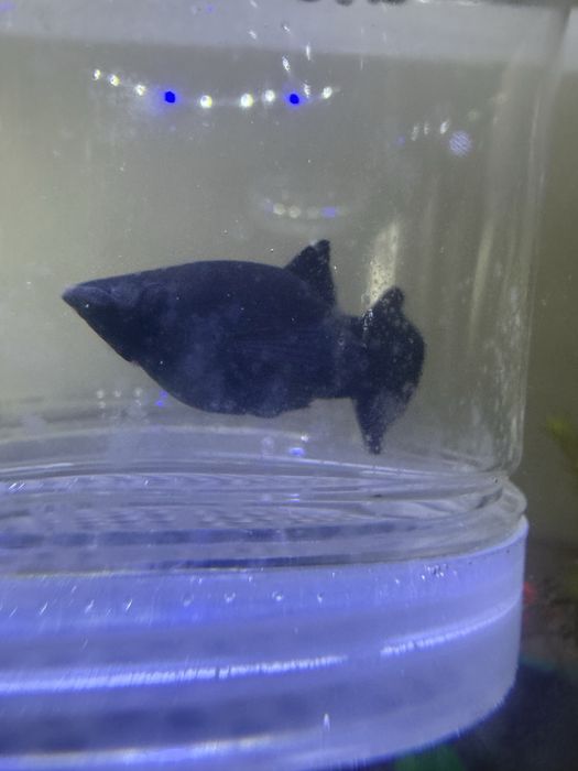 Рыбка петушок в Нур сити