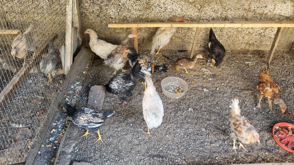 Жужалар сотилади