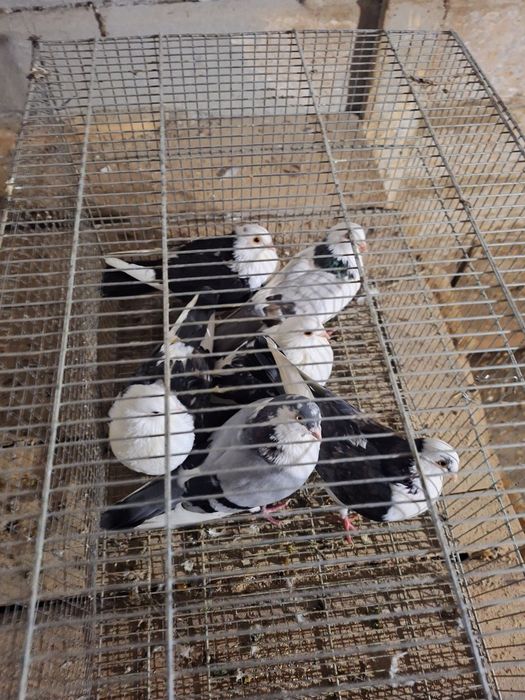 40 lei  bucata jucători