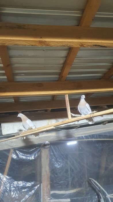 Продается тасманый