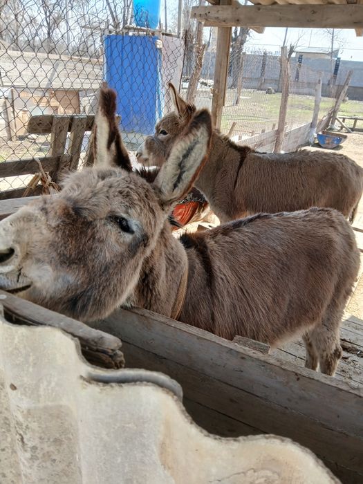Продам 2ослов 1осел 1ослица