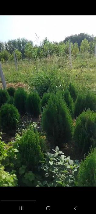 Туя кучатлари сотилади