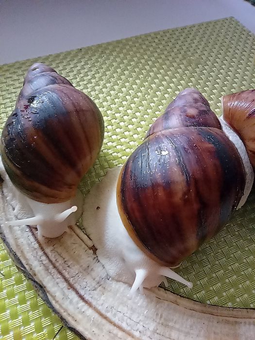 Улитки. Архахатина овум.