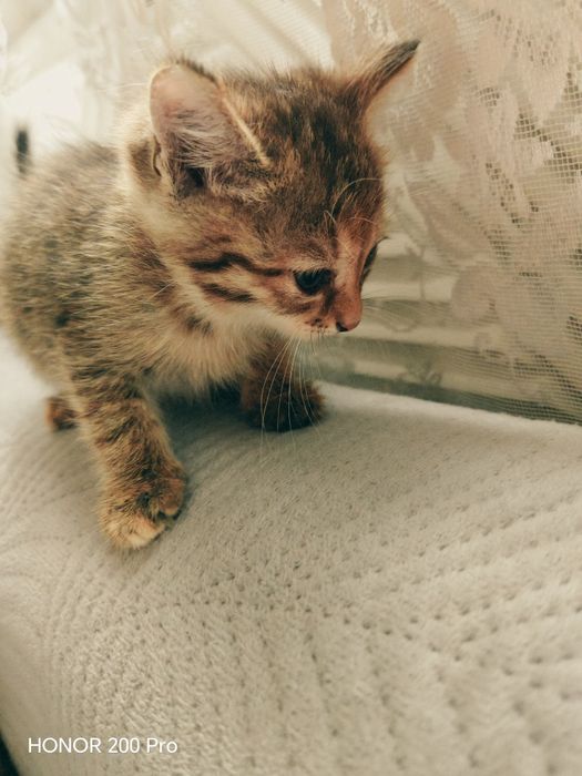 Отдам котят. В добрые руки