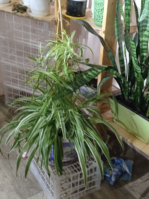 Комнатные цветы( 1.5 года)