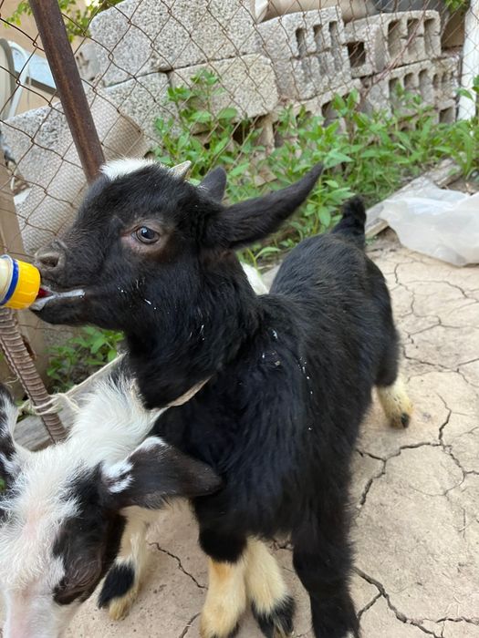 Теке лақтар сатылады