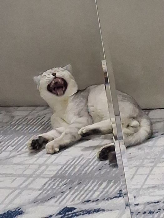 Vyazkaga serebristiy shinshilla toza qon