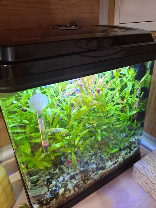 Аквариум RS 320 EL - черен в комплект със всичко необходимо