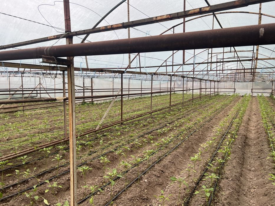 xammasi ozimi yaxwi teplitsa issiqxona