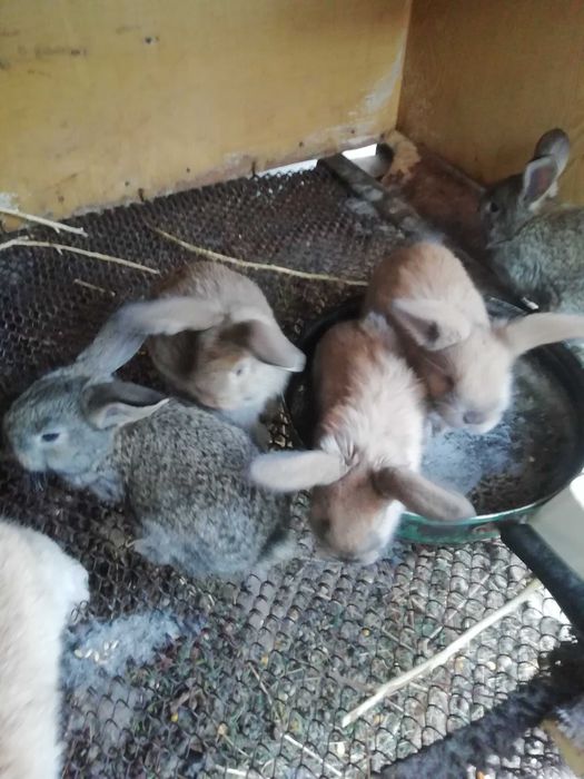 Кролики  продам  разных пород