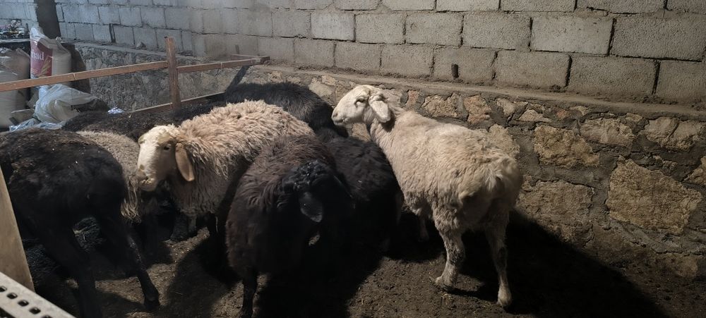 Кучкор, куйлар сотилади