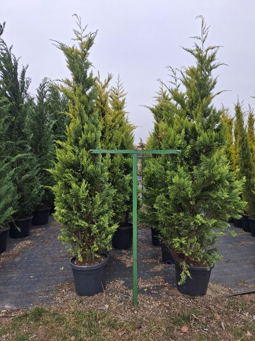 Vând tuia leylandii chiparos la oferta 2,50 m