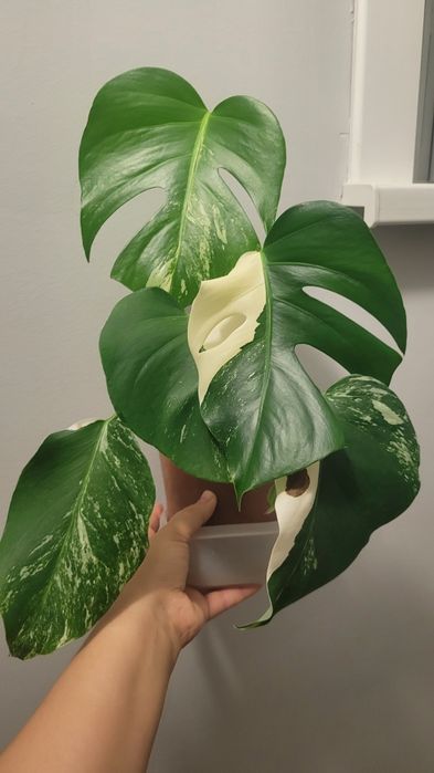 Монстера Альба с отличным варом.