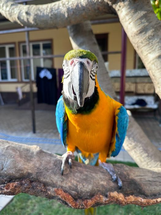 Ара Жако Какаду