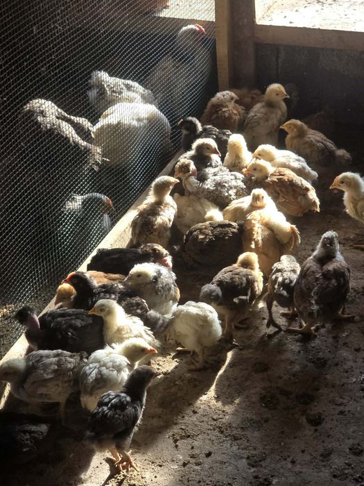 Pui de gaina disponibili