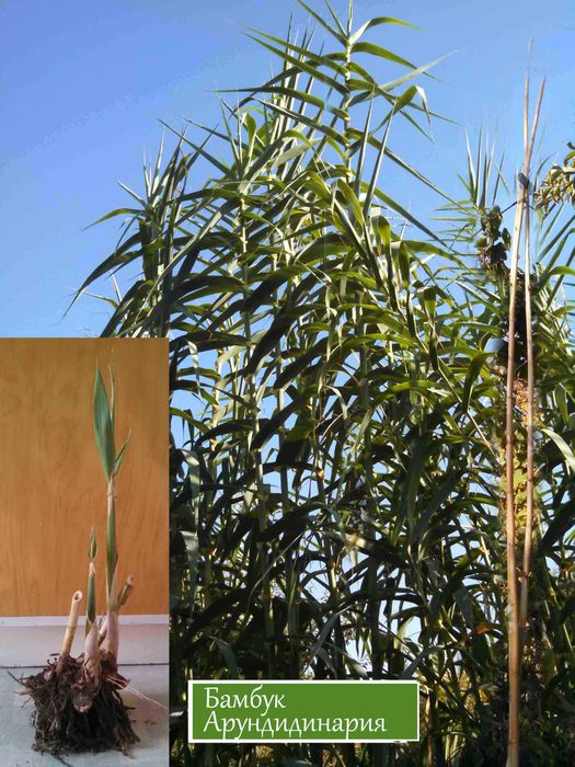 Калина Саржента цветущий кустарник и др.