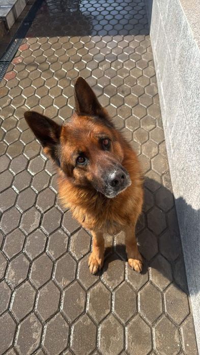 Пропала Собака  ! Город Алматы