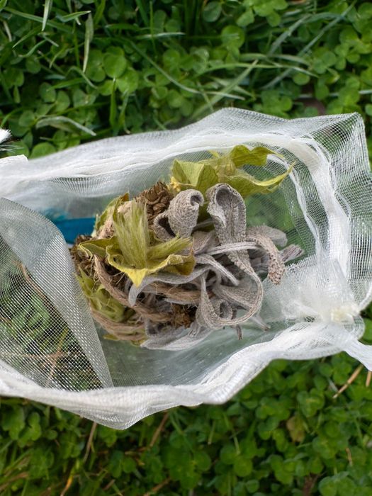 Комплект Лъвска грива (Hericium erinaceus)
