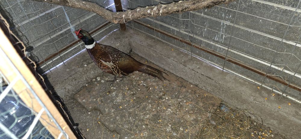 Cocosi australop alb negru liliputi fazani