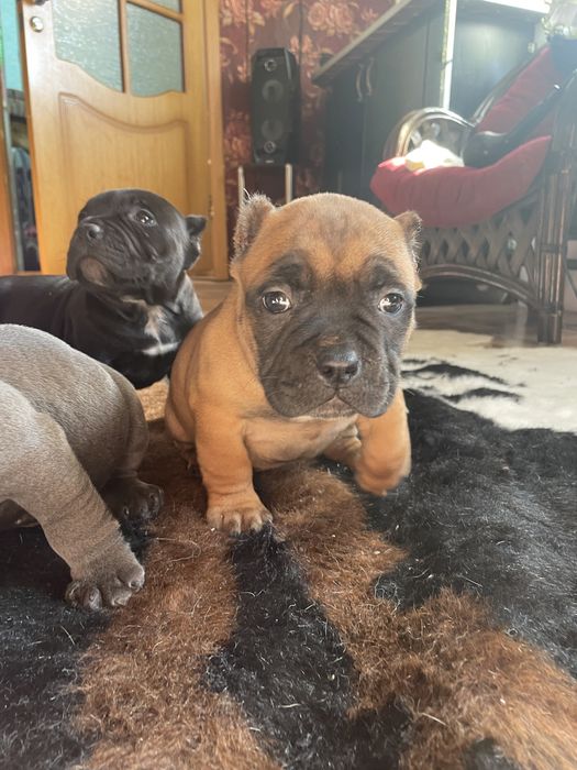 Американский булли