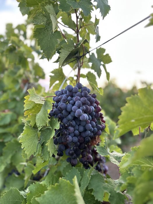 Direct din podgoriile Vrancei – Struguri buni de vin, culeși la timp!