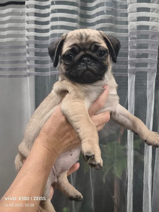 Очаровательные щенки мопса.