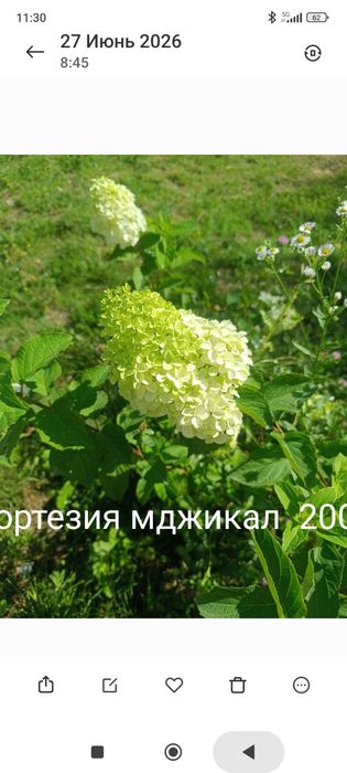 Продам хосты кусты