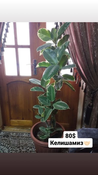 Продам большие декоративные цветы для офиса