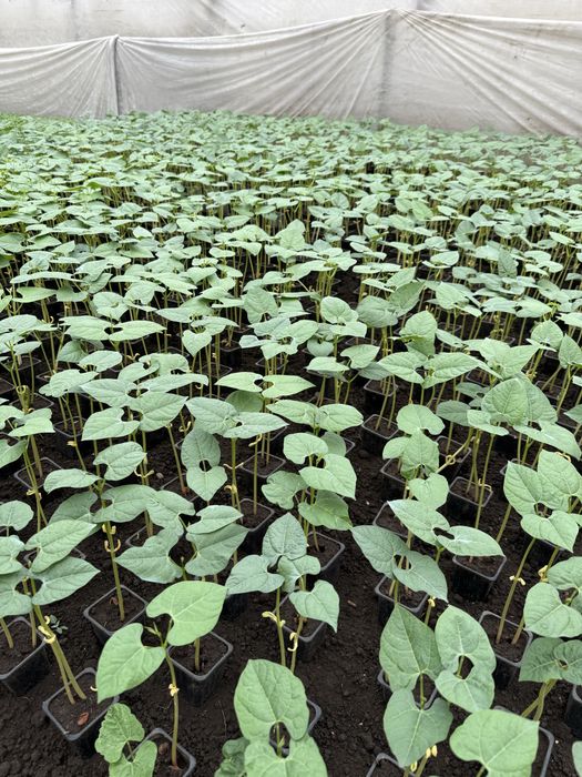 Vindem rasaduri legume (rosii, ardei, castraveti, vanata)