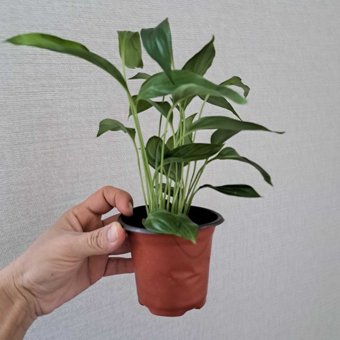 Спатифилиум женская счастье