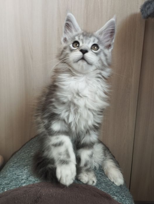Мейн Кун шикарный котик