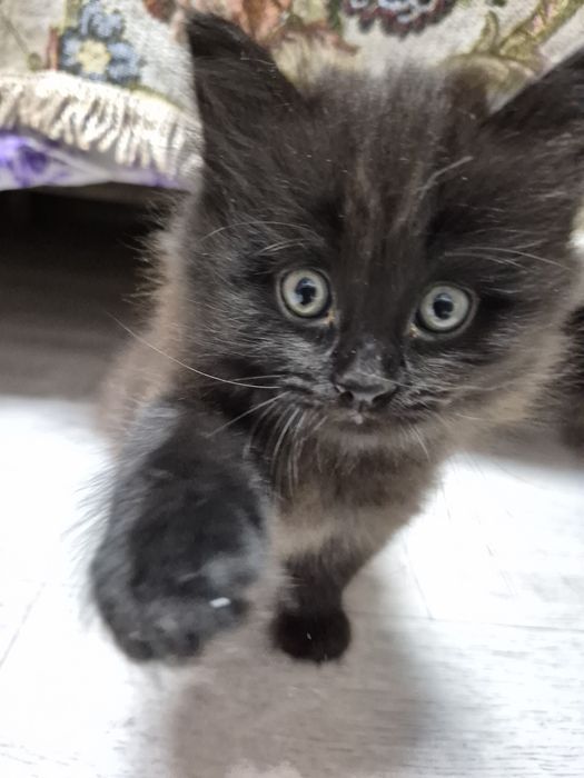 Котёнок черный 6 недель