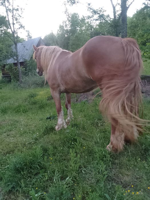 Vând iapă de 12 ani
