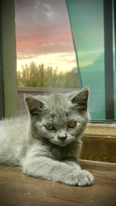 мушук скотиш фолд кошка