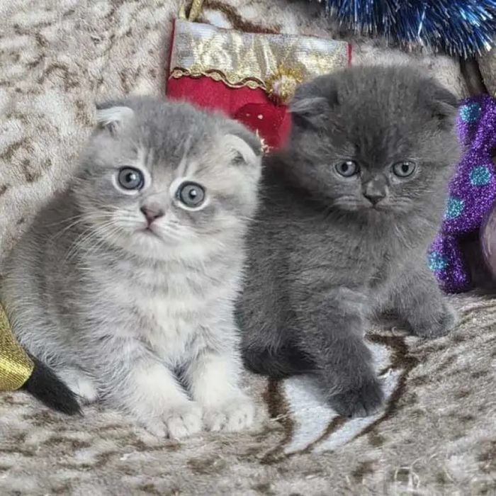 Вислоухие Британские котята