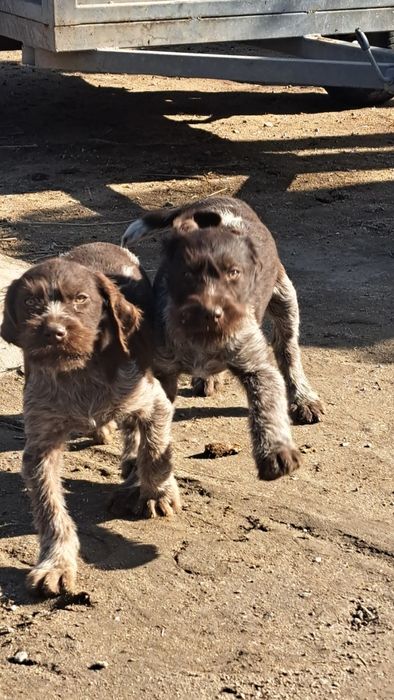 Щенки дойч дратхаар