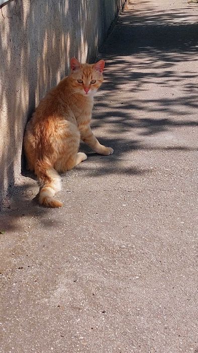 Adoptie pisica blândă și jucăușă la apartament.