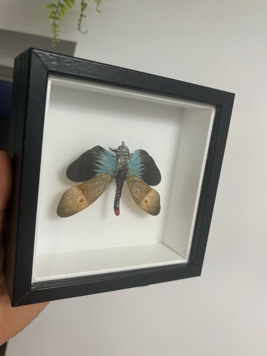 Rare Praying Mantis Butterfly Framed Insect Art Cadou Inedit Fluture Mantis Rama Decor Exotic 70 Euro Praying Mantis Butterfly Framed Art entomologice