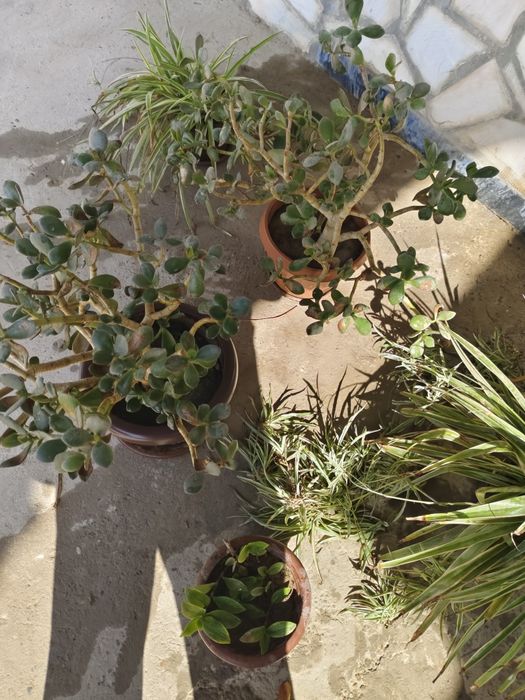 Tuvak gullar manzarali gul