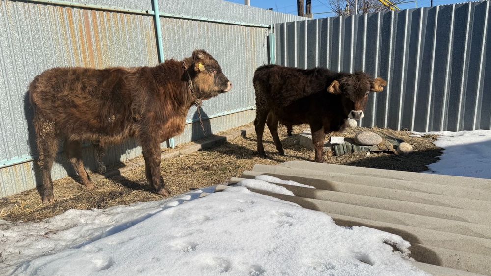 Продам бычков!!!