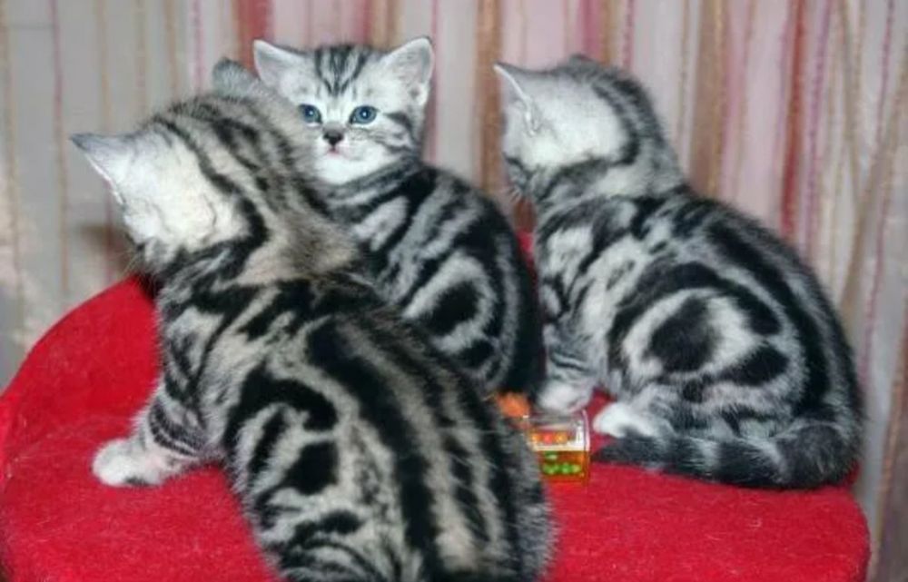 Котята-медвежата