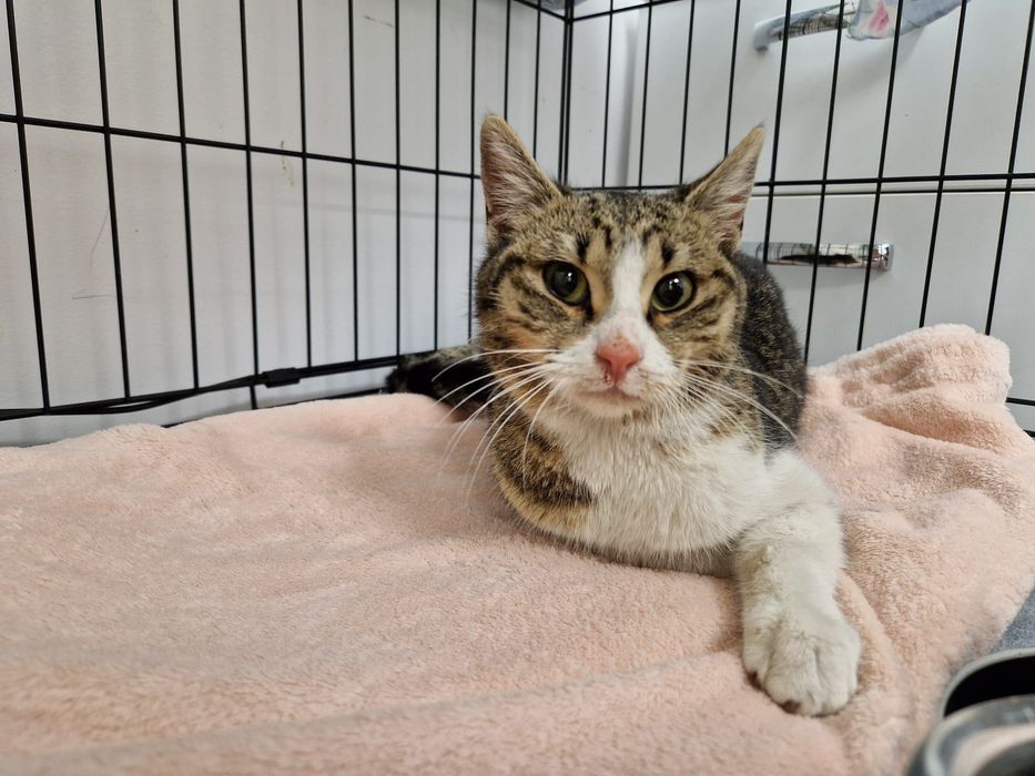 Pisicuță blândă de 8 luni salvată din frig caută familie iubitoare