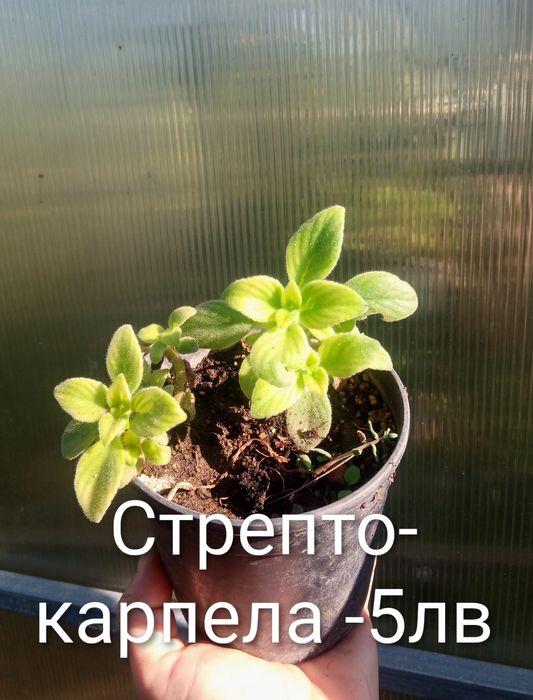 Аранжировки цветя за двора и стайни . Цени на снимките