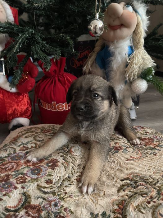 ОТДАЕМ щенков мальчики